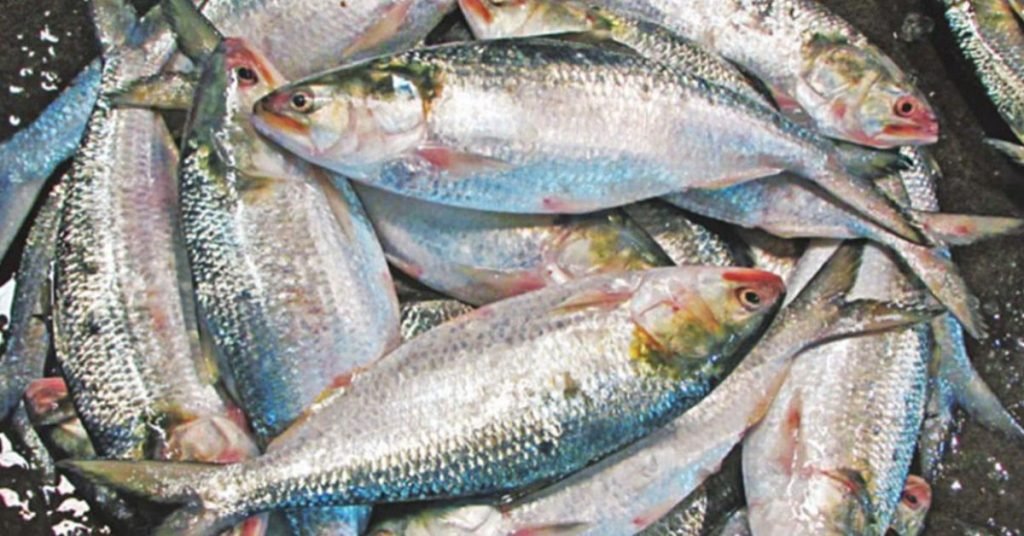 hilsa