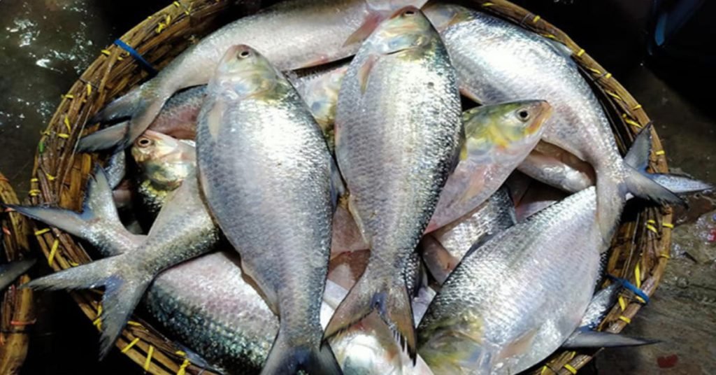 hilsa