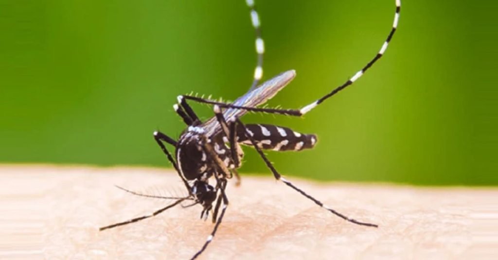 dengue