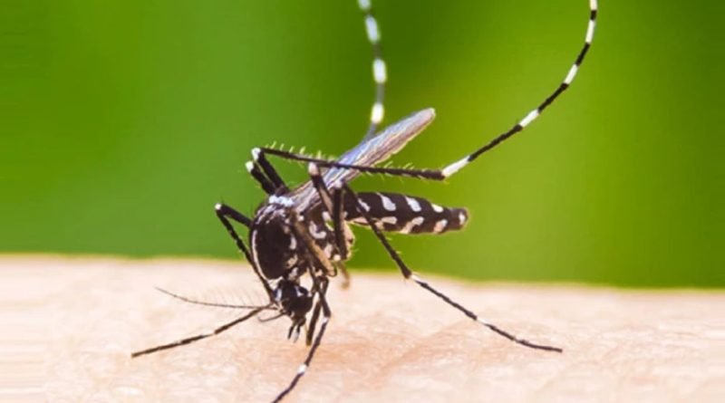 dengue