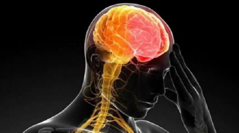 brain