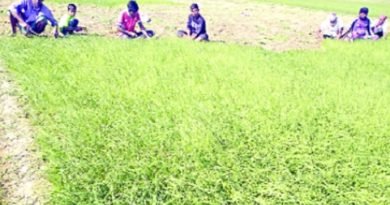 পেঁয়াজে